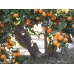 Mandarinas Clemenvillas